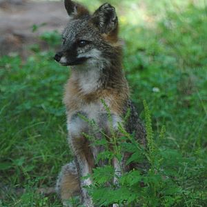 Grey Fox