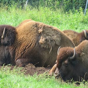 American bison