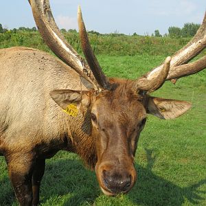Elk buck
