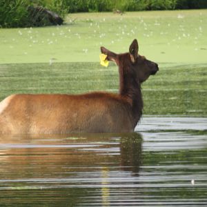 Elk doe in water