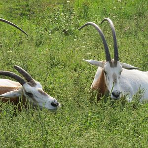 Scimitar-horned oryx