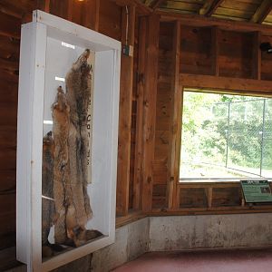 Foxes viewing shelter