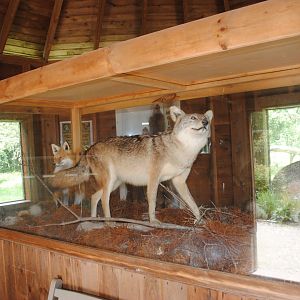Maine canids taxidermy inside Foxes viewing shelter