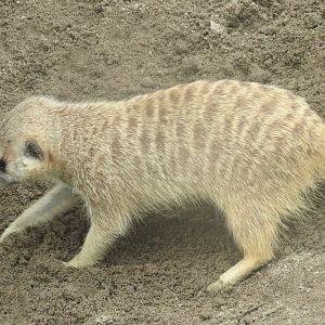 Meerkat digging