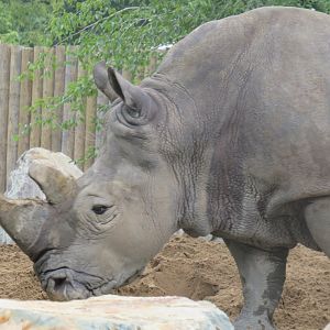 White rhinoceros