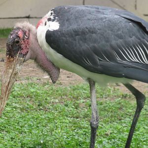 Marabou stork