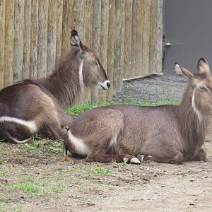 Waterbuck