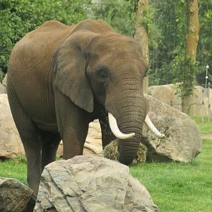 African elephant