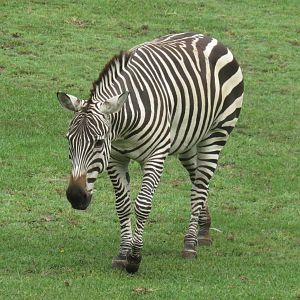 Plains zebra