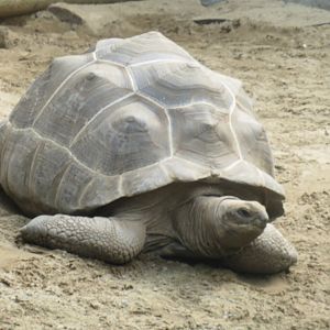 Aldabra giant tortoise