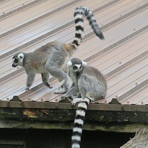 Ring-tailed lemurs