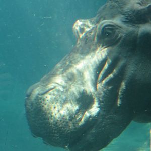 River hippopotamus