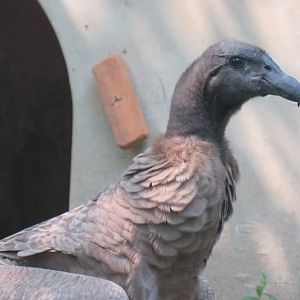 Juvenile Andean condor