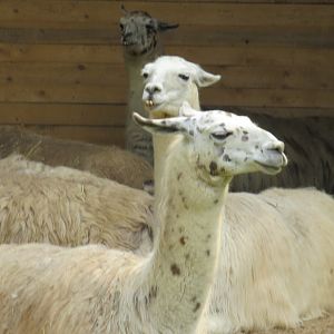 Llamas