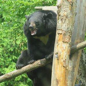 Asiatic black bear