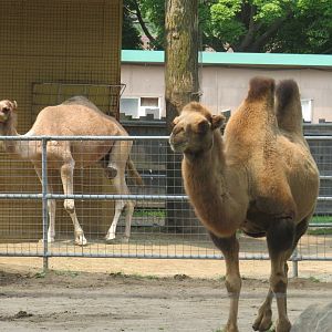 Both species of camel