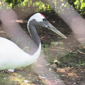 Red-crowned crane