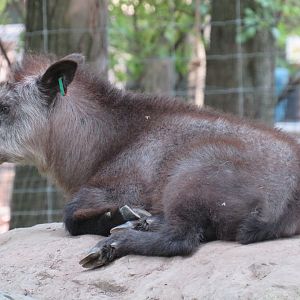 Japanese serow calf