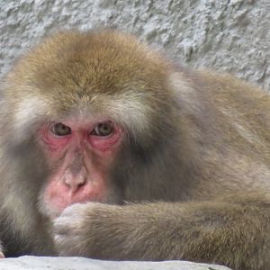 Japanese macaque