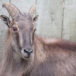 Himalayan tahr