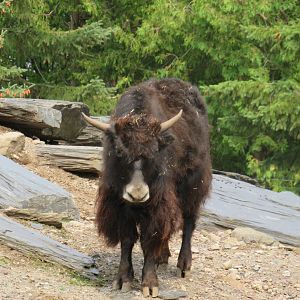Yak