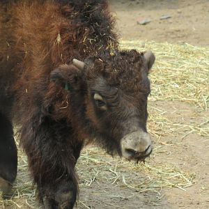 Yak calf