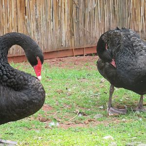 Black swans