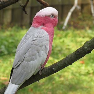 Galah