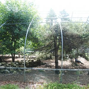 Ground Birds aviary (Wild Turkey, Peacocks, Common Pheasants)