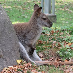 Bennett's wallaby