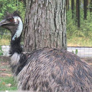 Emu