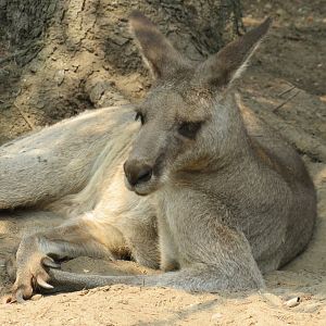 Eastern grey kangaroo