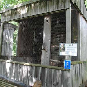 Barn Owl exhibit