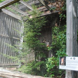 American Kestrel exhibit