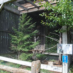 Turkey Vulture exhibit