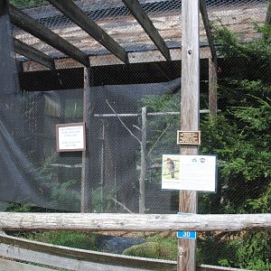 Red-shouldered Hawk exhibit