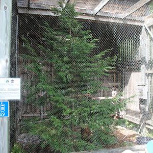 Red-tailed Hawk exhibit
