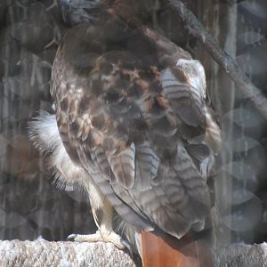 Red-tailed Hawk
