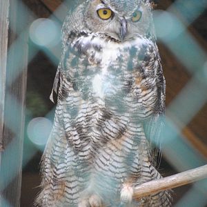 Great Horned Owl