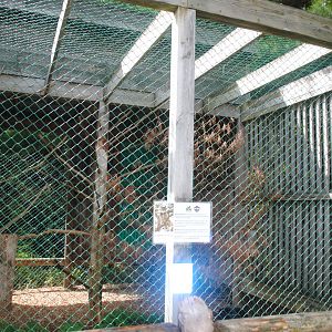 Great Horned Owl exhibit