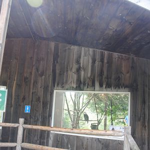 Eagle viewing shelter: Bald Eagle on the left, and Golden Eagle on the right