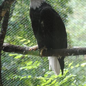 Bald Eagle