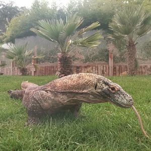 Komodo Dragon / Varanus komodoensis / Faunia / Madrid / Outdoor Enclosure