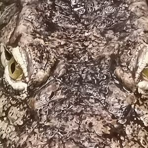 Nile Crocodile / Crocodylus niloticus / Faunia / Madrid / Mean Individual