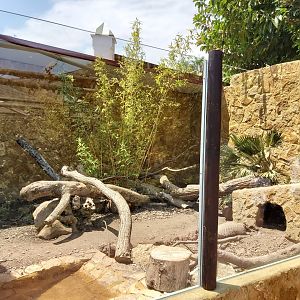 Six-banded armadillo enclosure