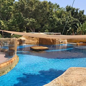 Patagonian sea lion enclosure