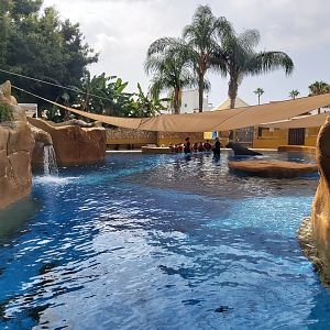 Patagonian sea lion enclosure