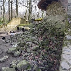 Part of the domestic rabbit enclosure/former badger enclosure