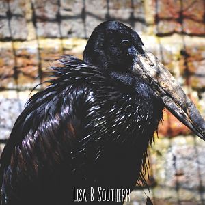 African Open Bill Stork