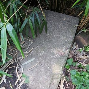 Possible remnant of the old polar bear enclosure